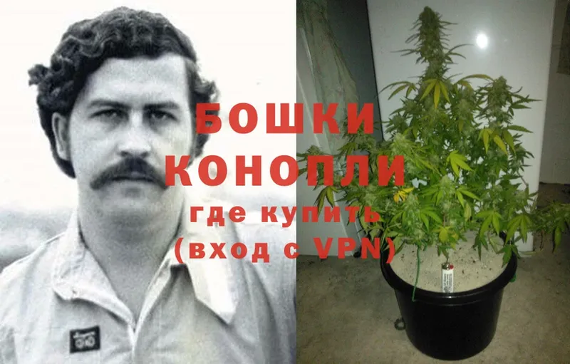 Каннабис OG Kush  сколько стоит  Наволоки 